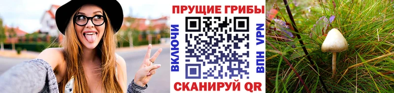 Псилоцибиновые грибы Psilocybine cubensis  Купить где  Тихорецк 
